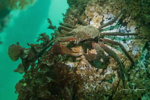 Red Rock Crab nestled on a piling at Dickman Mill Park, P... by Chris Mckenna 